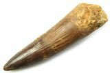 Fossil Spinosaurus Tooth - Real Fossil Tooth #357697-1